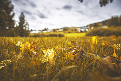 Surface level of grass on field against sky