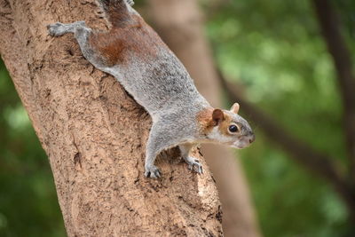 Squirrel on tree trunk