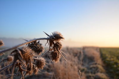 Close-up of dried plant on field against sky during sunset