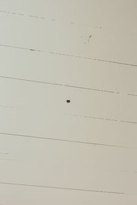 Full frame shot of lizard