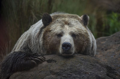 Grizzly bear rests his head on a large rock