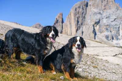 Dog standing on rock against mountain