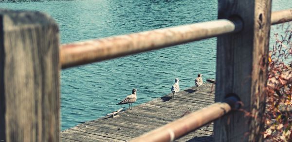 Close-up of seagull perching on railing by pier