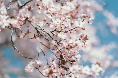 Perfume natural cherry blossom