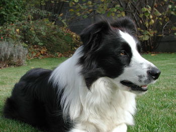 Close-up of dog on grass