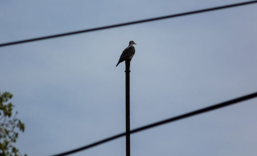 Low angle view of bird perching on cable against sky
