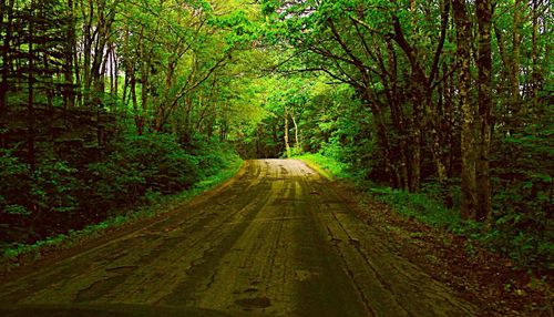 Road passing through forest