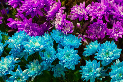 Full frame shot of purple flowering plants