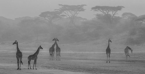 The amazing africa giraffes in the mist