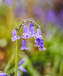 Close-up of purple flowers blooming outdoors