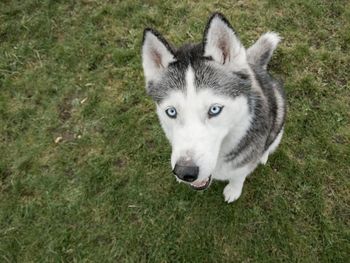 High angle portrait of dog on grass