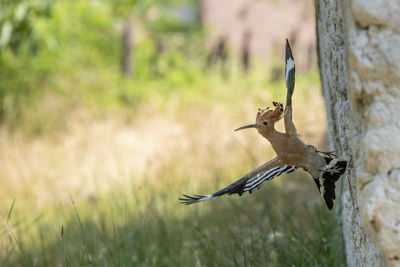 Bird perching on a tree