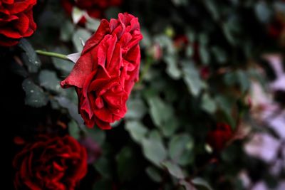 Close-up of red rose