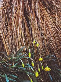 Close-up of grass