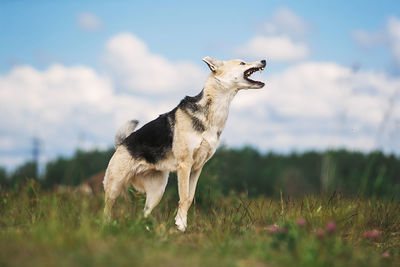 Dog standing in a field