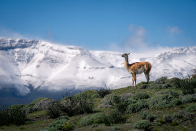 Deer standing on field against sky