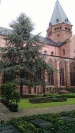 Trees in lawn with buildings in background