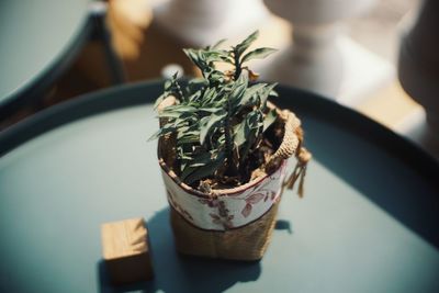 High angle view of potted plant on table