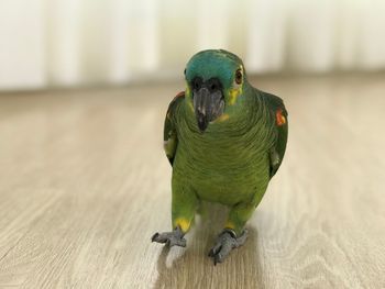 Close-up of parrot perching on wood