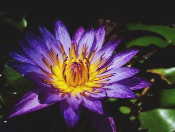 Close-up of purple flower