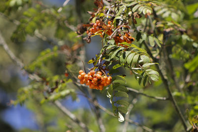 Close-up of berries growing on tree