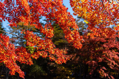 Low angle view of maple leaves on tree during autumn