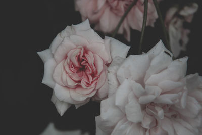 Close-up of rose bouquet