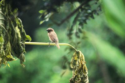 Bird perching on a branch