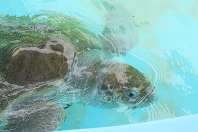 High angle view of turtle swimming in sea