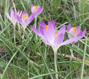 Close-up of purple flowers blooming in field