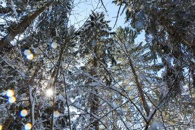 Low angle view of bare trees against sky during winter