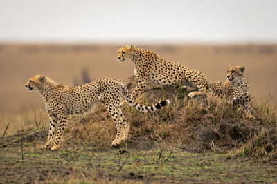 Cheetah walking on field