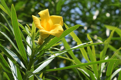 Close-up of yellow flowering plant