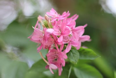 Close-up of pink flowering plant