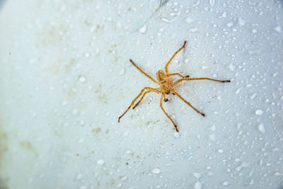 Close-up of spider