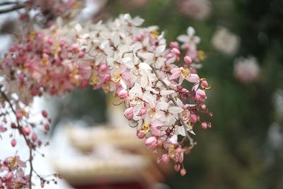 Close-up of pink flowers blooming on tree