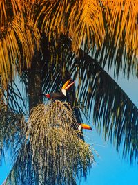 Low angle view of palm trees