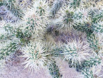 Full frame shot of plants