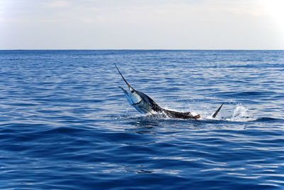 View of horse in sea