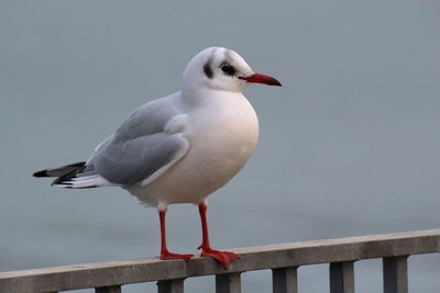 Close-up of seagull perching on railing