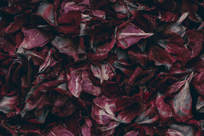 Full frame shot of dried autumn leaves