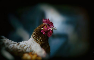 Close-up of a bird