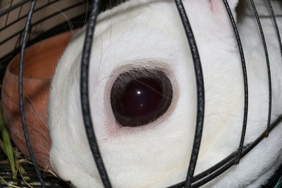 Close-up of horse eye