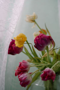 Close-up of pink roses