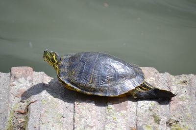 Close-up of turtle on rock by lake