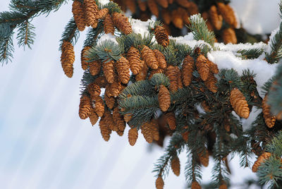 Close-up of pine cones growing on branches during winter