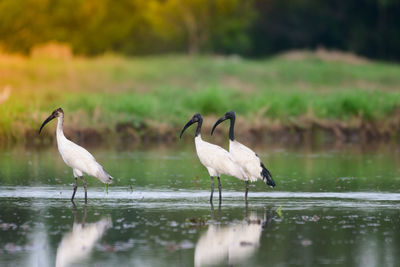 Birds on a lake