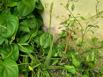 High angle view of creeper plant growing on wall