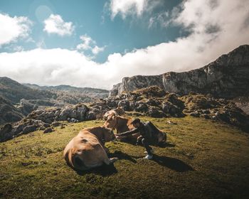 Side view of man stroking cow on field against sky