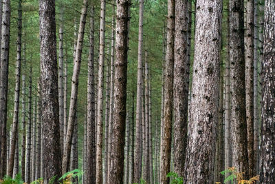 Full frame shot of pine trees in forest